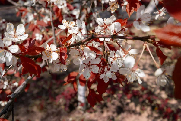 春に桜を咲かせ — ストック写真