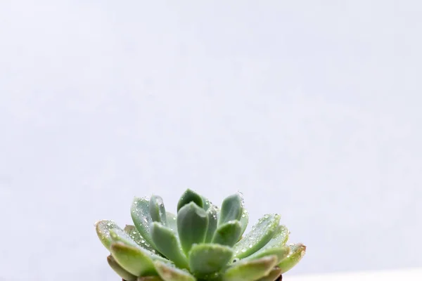 Yeşil Succulent Dekorasyonu — Stok fotoğraf