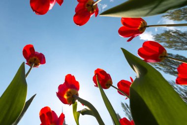 Lale ve gökyüzü arka plan