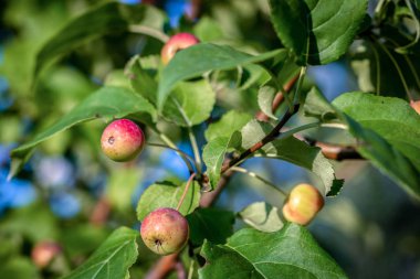 Bahar elma ağacı arka plan