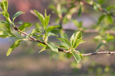 Bahar çiçeği ağaç arka plan
