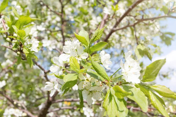 Jarní Květy Stromu Pozadí — Stock fotografie