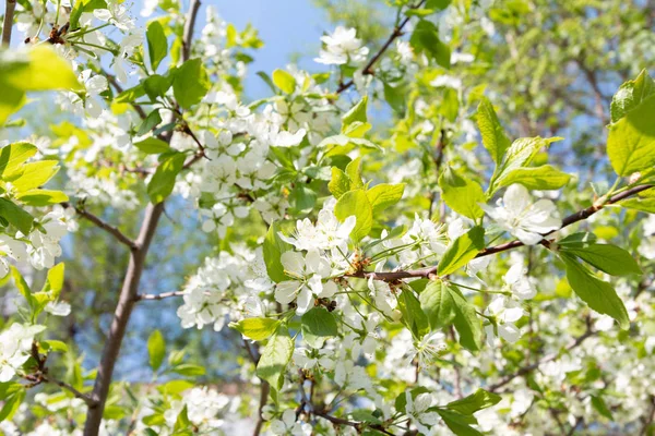 春の花のツリーの背景色 — ストック写真