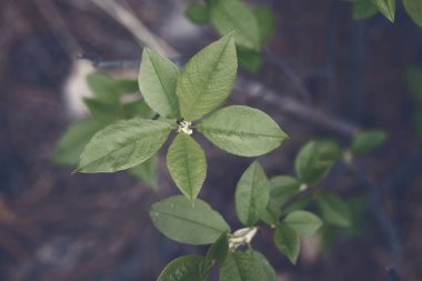 Genç yaprakları arka plan ile Bahar orman