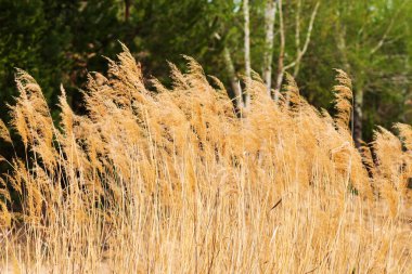 Buğday alanı şablonu ve arkaplan
