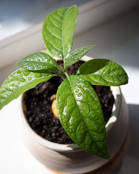 Cultivo Sementes Abacate Com Folhas Verdes — Fotografia de Stock