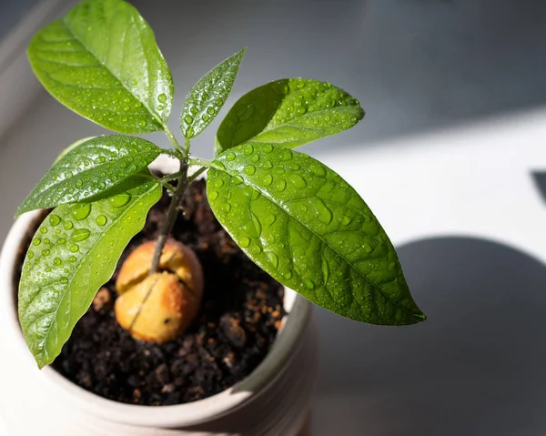 Anbau Von Avocadosamen Mit Grünen Blättern — Stockfoto