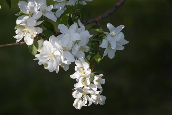 Třešňová Jablečná Kvetoucí Stromy — Stock fotografie