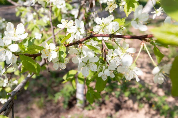 cherry and apple blossom trees