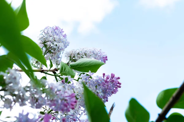 Blossom Lilás Árvore Natureza Fundo — Fotografia de Stock