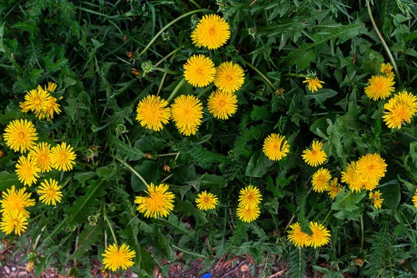 Fiori Estivi Fioritura Giardinaggio Primaverile — Foto Stock