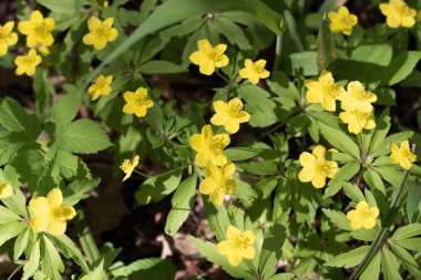 güzel bahar çiçekleri. kırsal taraf ve yabani orman çiçekleri. ekoloji ve doğal arka plan