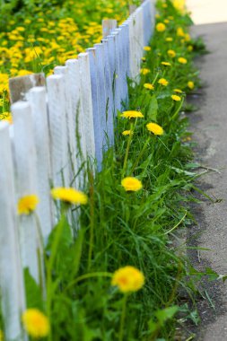 güzel bahar çiçekleri. kırsal taraf ve yabani orman çiçekleri. ekoloji ve doğal arka plan
