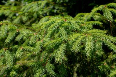 Evergreen köknar ağaçları dal arka plan