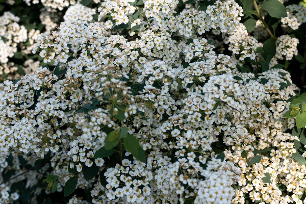 Красиві Весняні Квіти Сільська Сторона Лісові Квіти Екологія Природний Фон — стокове фото