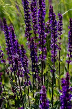 iç desingn resimleri için çiçek arka plan, doğa arka plan, ev iç tasarım elemanları