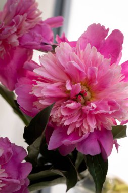 iç desingn resimleri için çiçek arka plan, doğa arka plan, ev iç tasarım elemanları