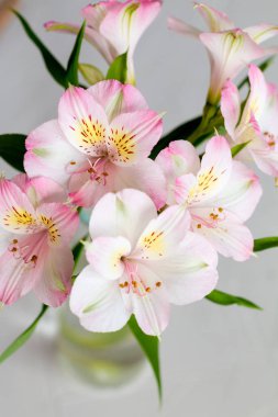 Alstroemeria pembe çiçek buketi metin için alan, kartpostal için şablon