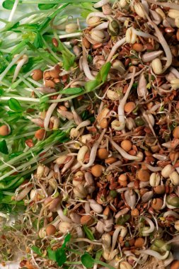 Bir masada mikroyeşil ve mercimek filiz, metin için alan ile üst görünüm. Sağlık için doğal, ekolojik superfood