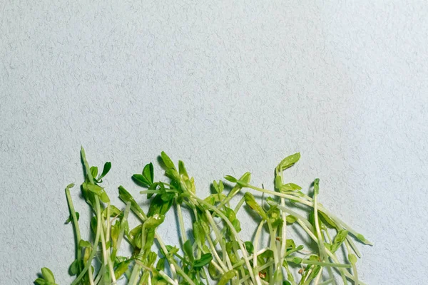Microgreen Lentejas Brotan Una Mesa Vista Superior Con Espacio Para —  Fotos de Stock