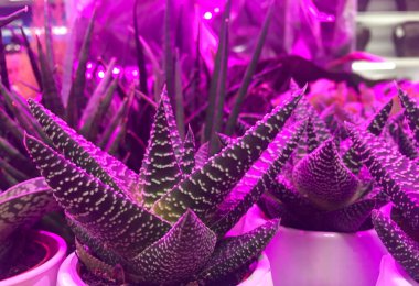 Trendy neon çift renkli mor ve tropikal palmiye yaprakları desen ile yeşil. Kavram