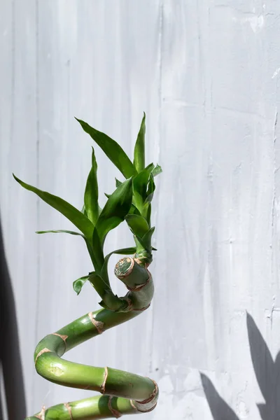 Bambú Suerte Deja Aislado Con Espacio Para Texto —  Fotos de Stock