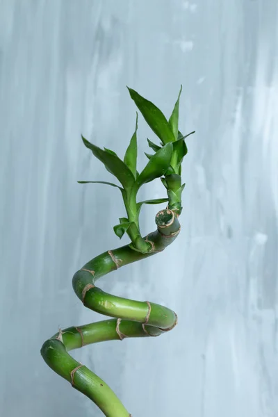 Lucky bamboo leaves isolated. With space for text