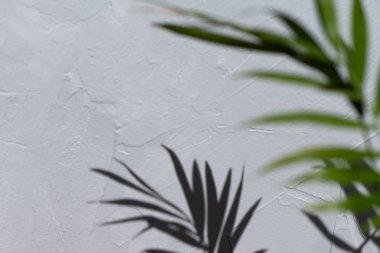 Gri dokulu arka plan üzerinde palmiye ağacının gölgesi üzerinde seçici odak. Doğal gün ışığı, modaya uygun resim, metin alanı