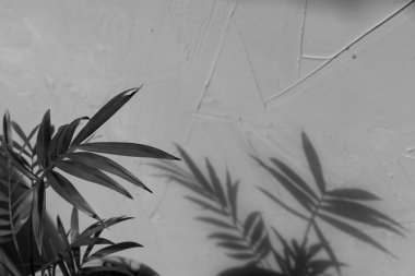 Gri dokulu arka plan üzerinde palmiye ağacının gölgesi üzerinde seçici odak. Doğal gün ışığı, modaya uygun resim, metin alanı