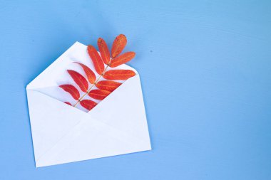 Dried rowan autumn orange leaves, isolated on light blue background with space for text