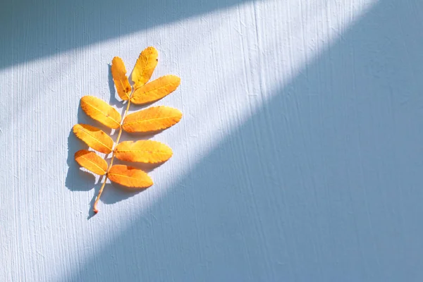 Hojas Naranjas Secas Rowan Otoñal Aisladas Sobre Fondo Azul Claro —  Fotos de Stock