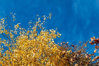 Ekim ayındaki sonbahar sarı ormanı alçak açı görünümü, metin için alanı olan doğa arkaplanı
