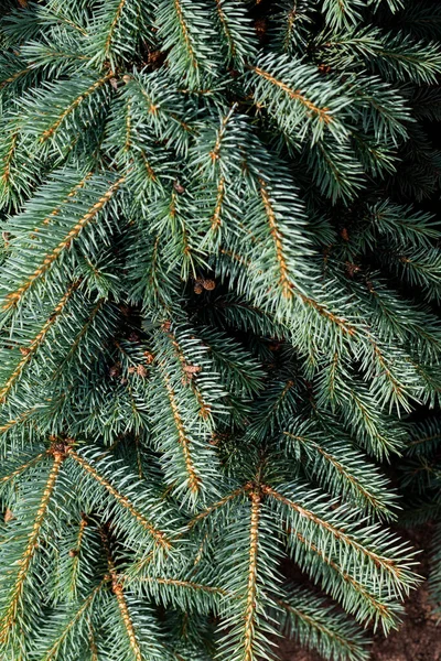 Branches Fir Tree Wallpaper Mobile Phone Template Stock Photo