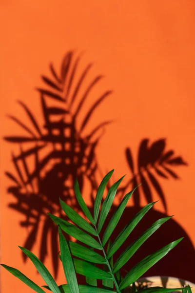 Palm Tree Blurred Shadow Hard Light — Stock Photo, Image