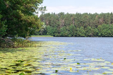 Su Lilly göleti, yaz manzarası.