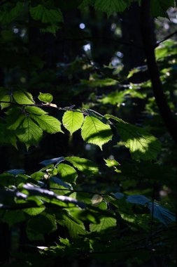 Ormandaki yeşil yapraklar arasından güneş ışığı, seçici odaklı karanlık modda doğa arka planı 