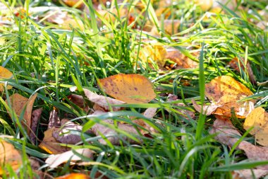 portakallı kuru akçaağaç yaprakları