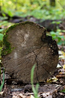 Eski ağaç dokusu kapat, doğa şablonu arkaplan