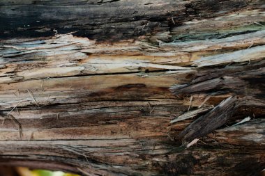 Eski ağaç dokusu kapat, doğa şablonu arkaplan