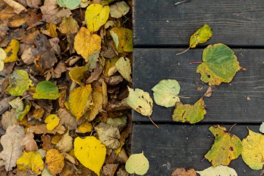 portakallı kuru akçaağaç yaprakları