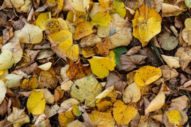 portakallı kuru akçaağaç yaprakları