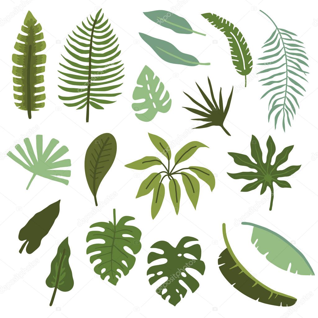 Vector illustration set of hand drawn plants and palm leaves for design