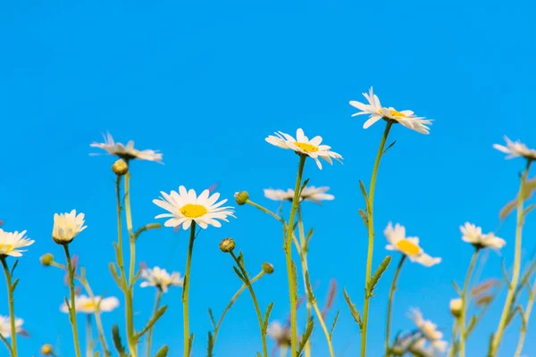 Stokrotki Kwitnącą Łąkę Letnie Tło Kwiatowe Jasne Biało Żółte Stokrotka — Zdjęcie stockowe