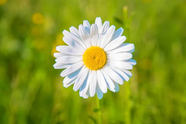 Stokrotka Zbliżenie Łąka Tle Kwiatów Letnich Jasne Biały Żółty Rumianek — Zdjęcie stockowe