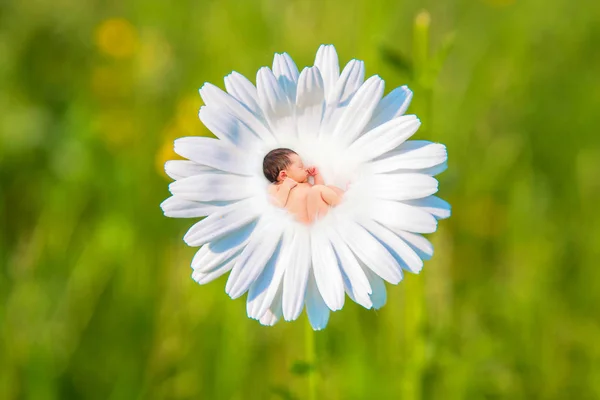 Nyfödda Barn Sover Vita Prästkrage Blomma Nyfödda Barn Sover Äng — Stockfoto