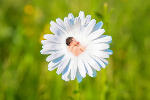 Noworodek Śpi Kwiat Białej Margerytki Noworodek Śpi Łące Tle Zielonej — Zdjęcie stockowe