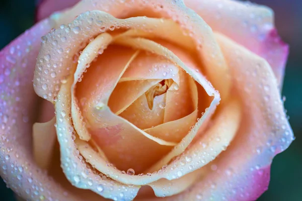 Regentropfen Oder Tau Auf Den Zarten Blütenblättern Einer Rosenblüte Rosenblüte — Stockfoto