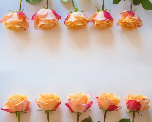 Schöne Frische Cremefarbene Rosen Bilden Einen Rahmen Rosenblüten Liegen Auf — Stockfoto