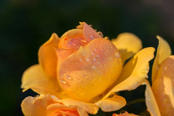Schöne Orangefarbene Rose Mit Tautropfen Vor Dunklem Hintergrund Entzückende Frische — Stockfoto