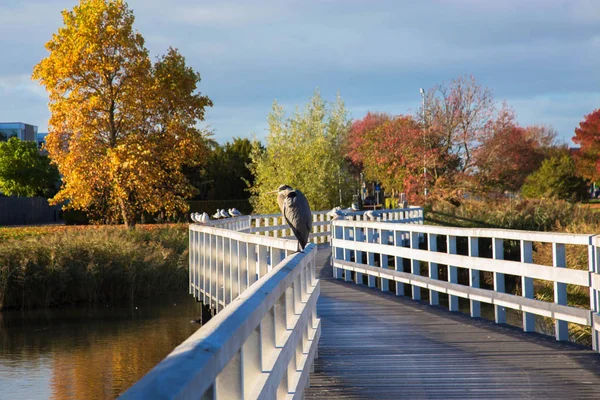 Velký Heron Sedí Zábradlí Mostu Slunečný Podzimní Den Řeky Nebo — Stock fotografie